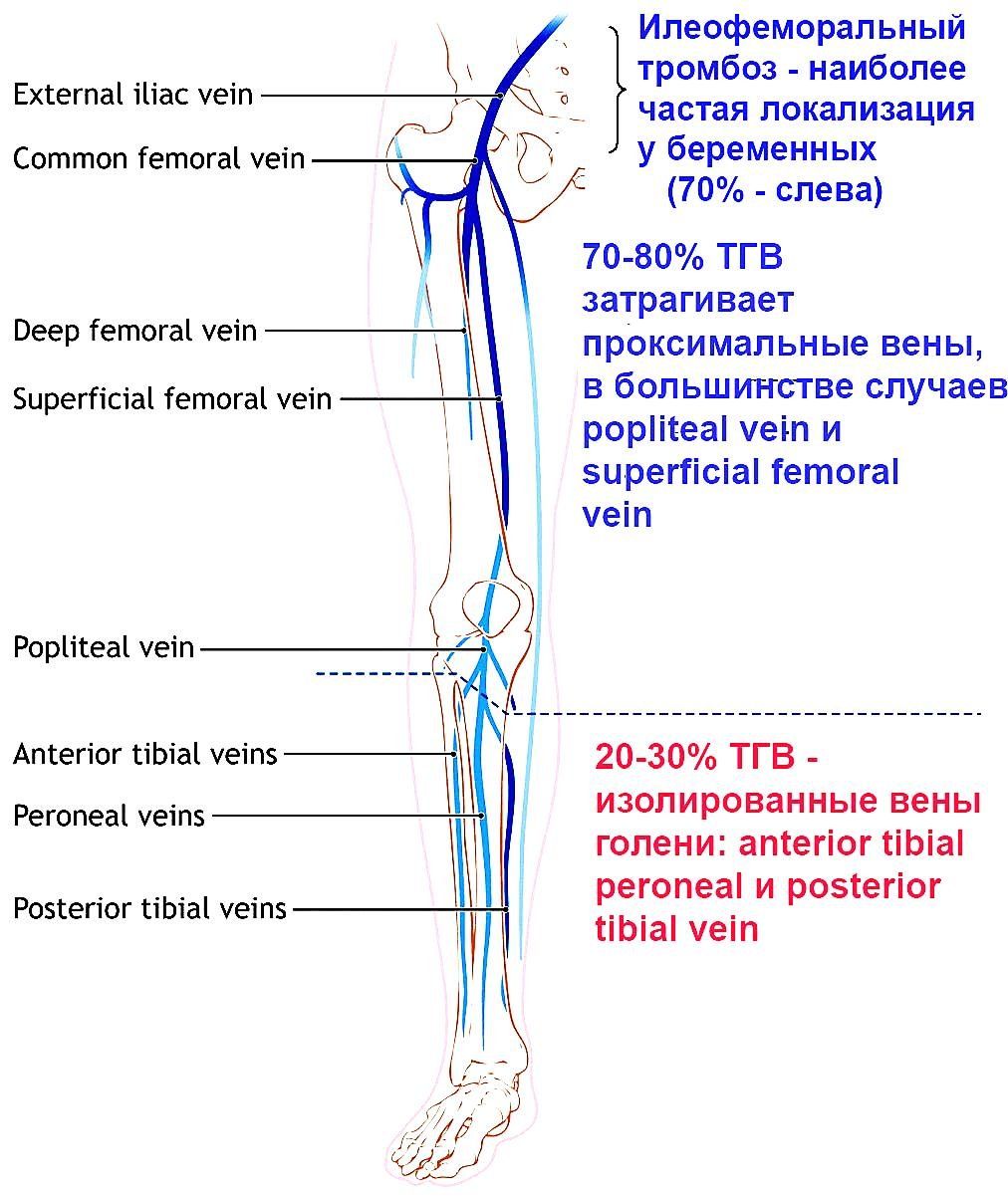 Как проходит вена по ноге