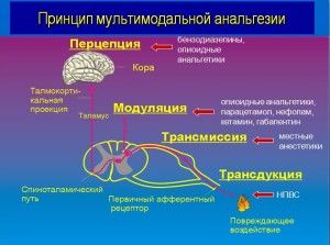 Овечкин слайды Орел